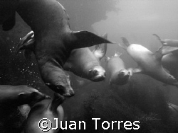 Curious California Sea Lions off the coast of Los Coronad... by Juan Torres 
